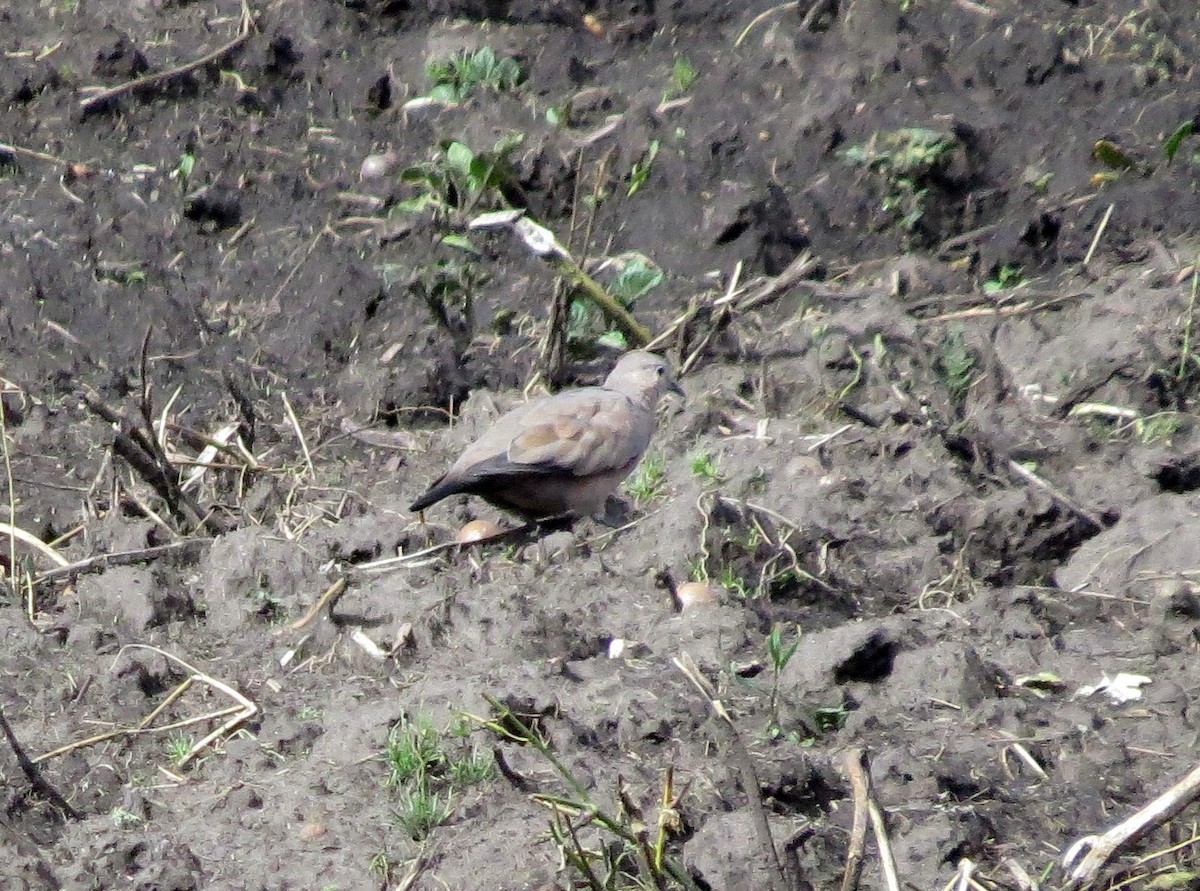 Black-winged Ground Dove - ML45887521