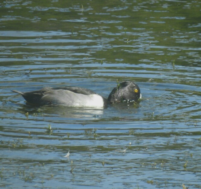 Ring-necked Duck - ML45887591