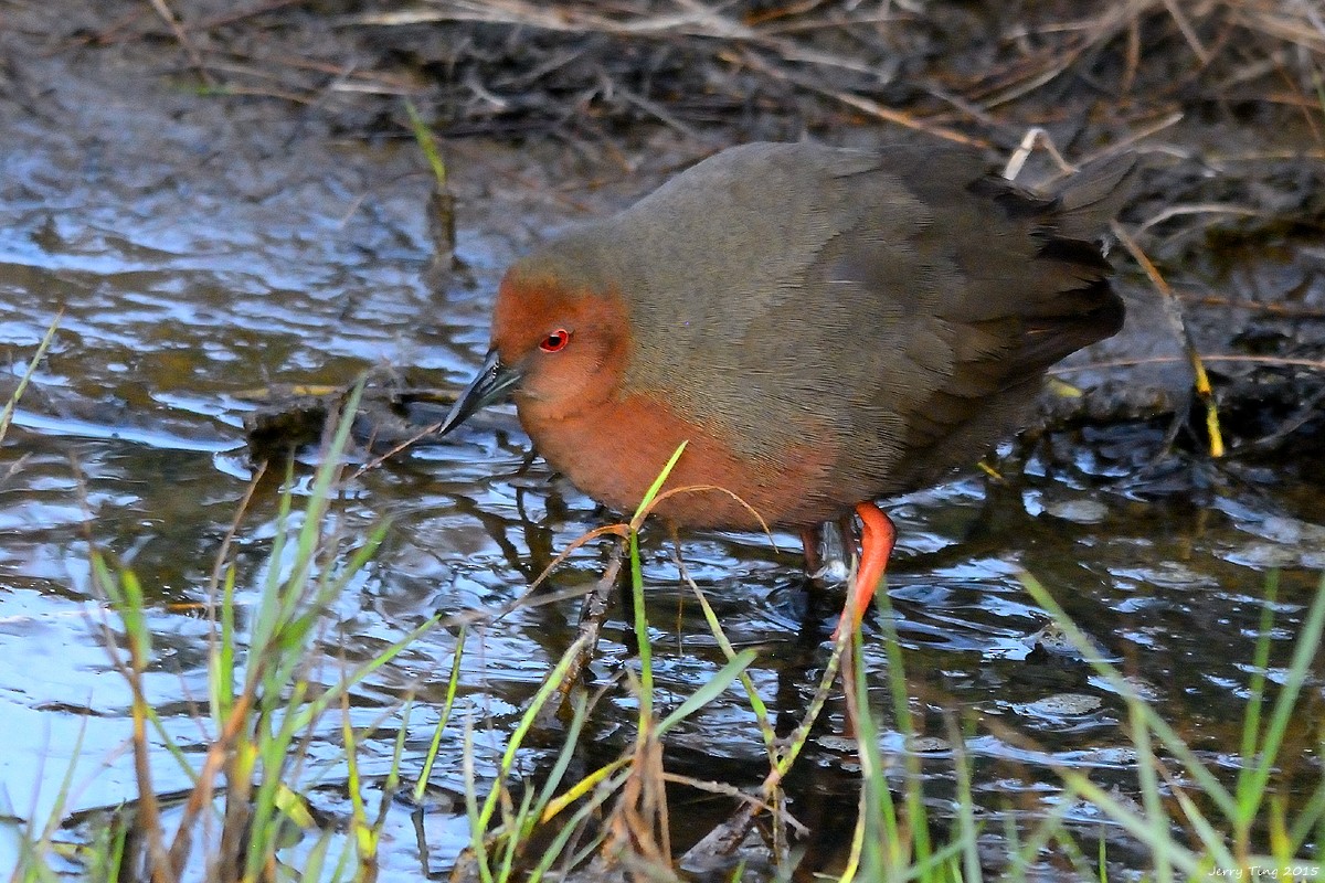 Ruddy-breasted Crake - Jerry Ting