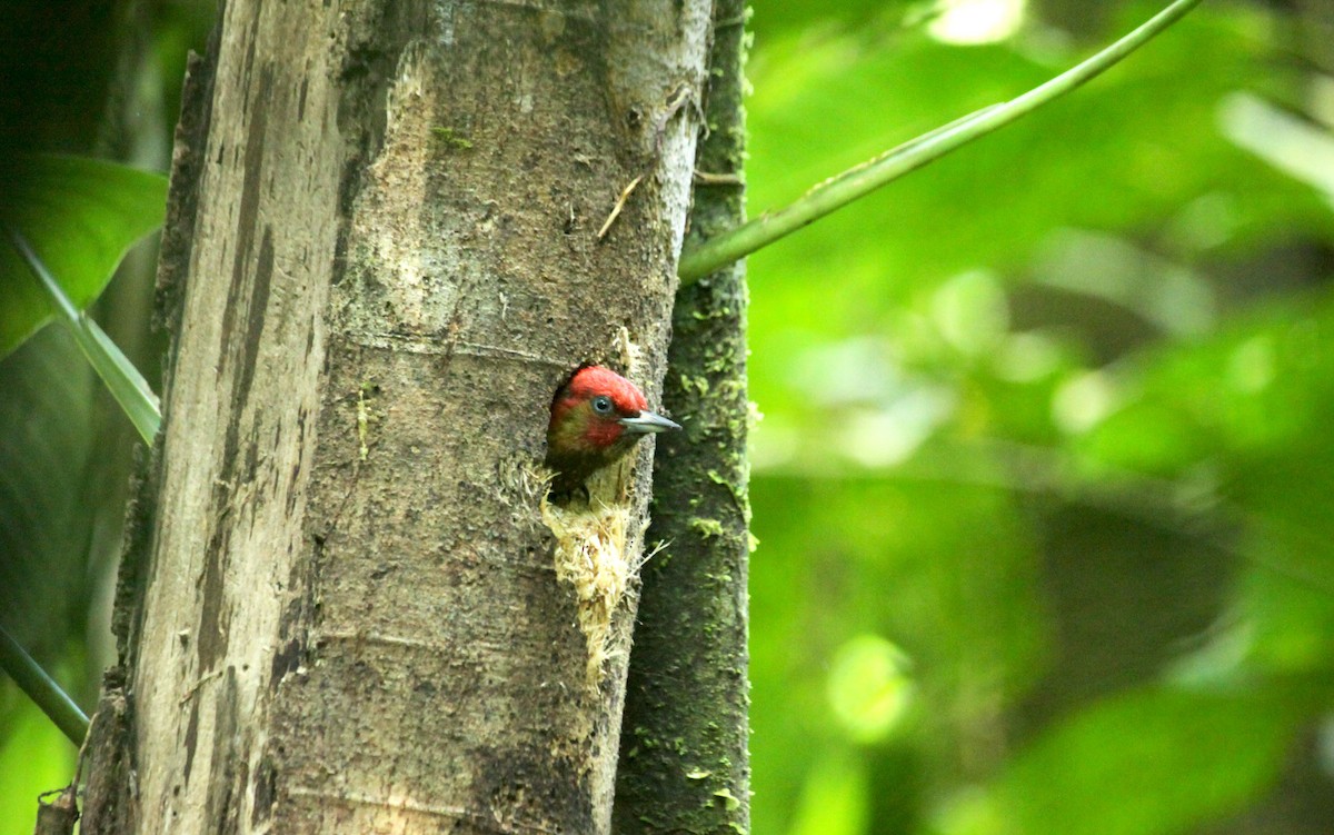 Rufous-winged Woodpecker - ML45887791