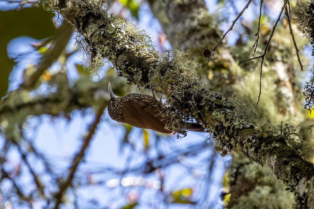 Spot-crowned Woodcreeper (Northern) - ML458878681