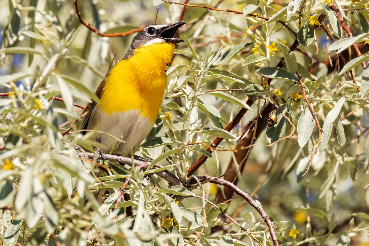 Yellow-breasted Chat - ML458881571