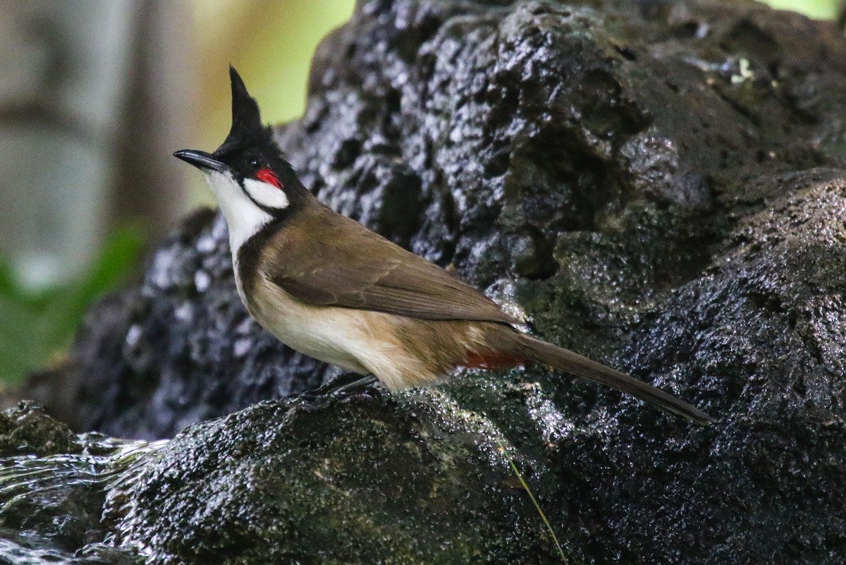 Red-whiskered Bulbul - Gale VerHague