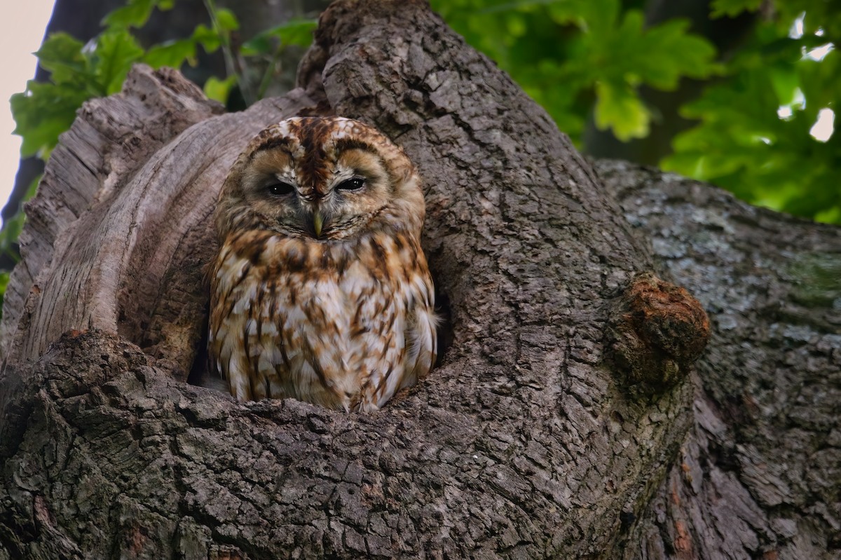 Tawny Owl - ML458892361