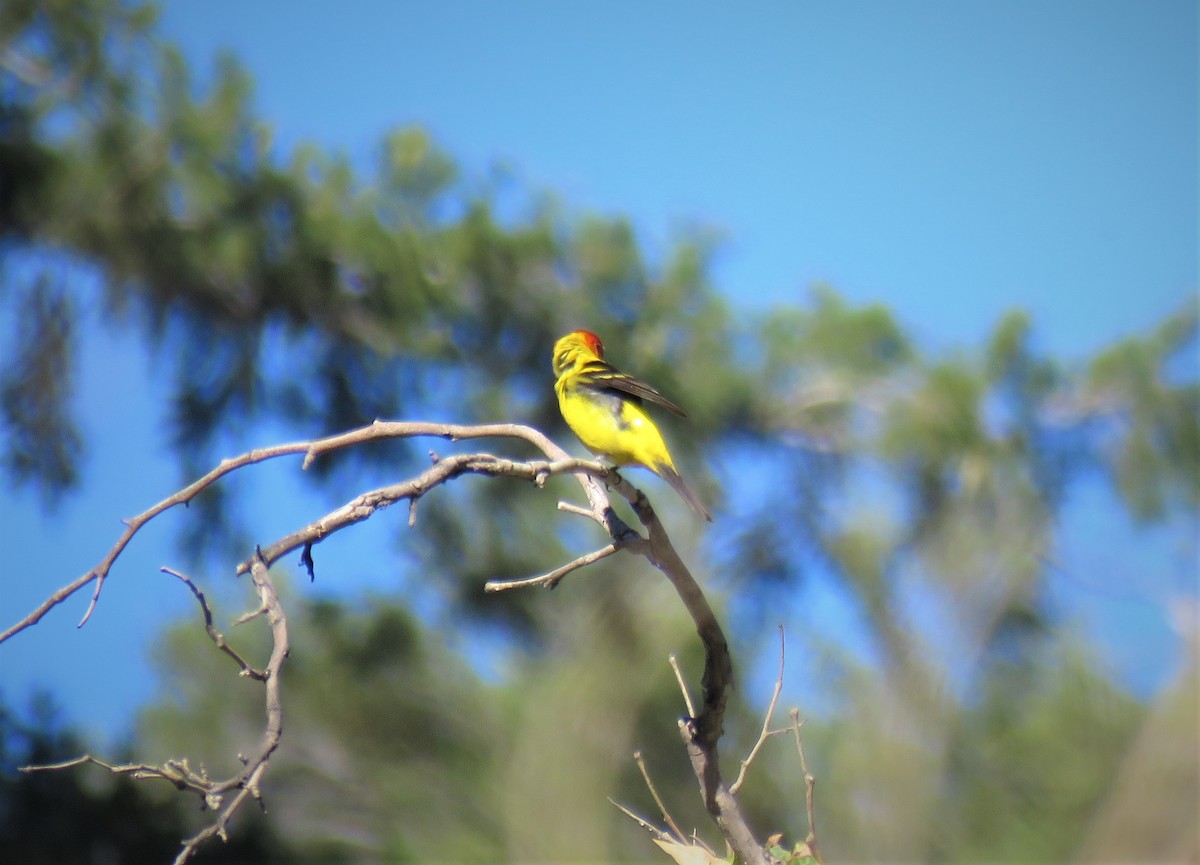 Western Tanager - ML458895551