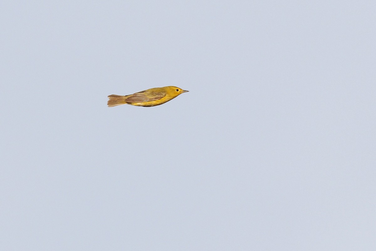 Yellow Warbler - ML458897061