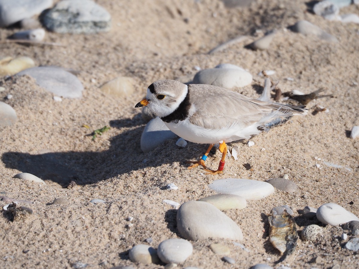 Piping Plover - ML458899081