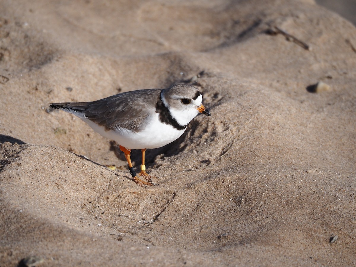 Piping Plover - ML458899401