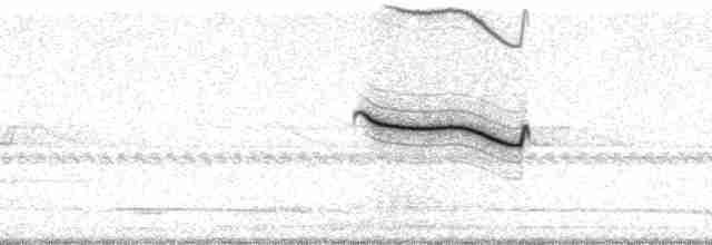 Breitspiegel-Nachtschwalbe (ruficervix) - ML4589