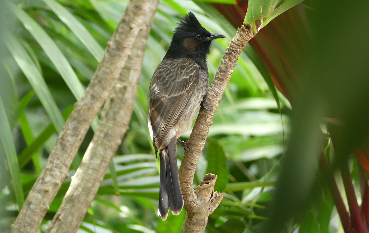 Red-vented Bulbul - ML45890151