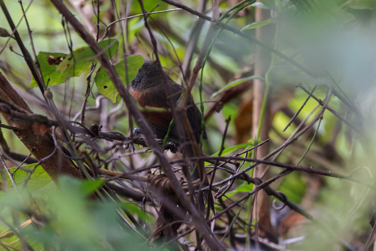 Rufous-breasted Spinetail - ML458904881