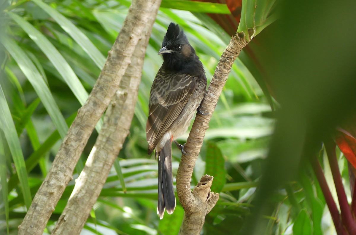 Red-vented Bulbul - ML45890491