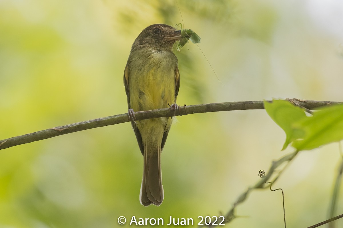 Sepia-capped Flycatcher - ML458904931