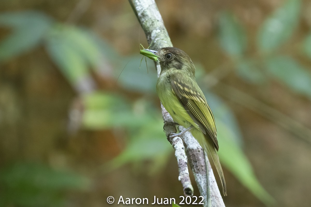 Sepia-capped Flycatcher - ML458905031