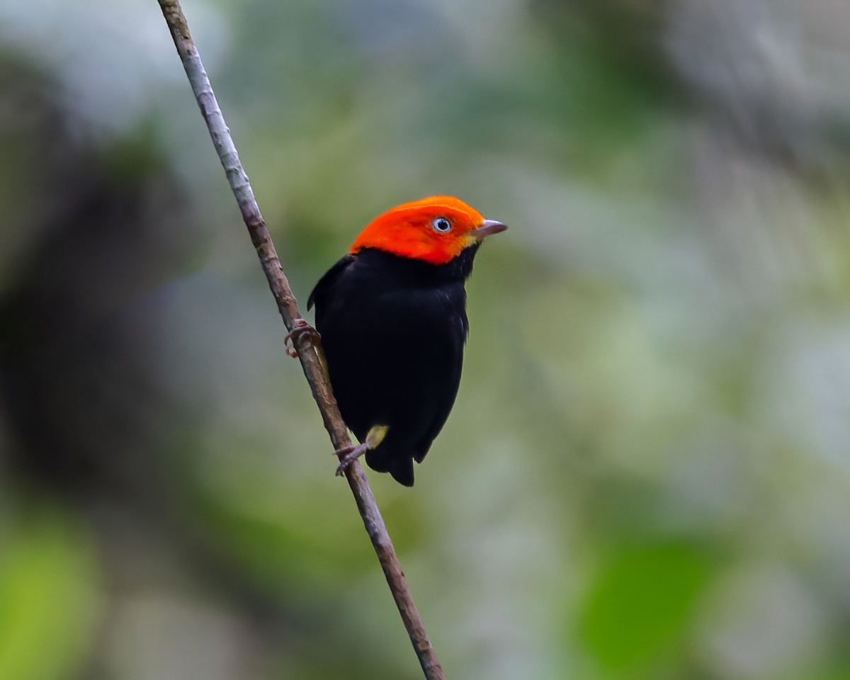 Red-capped Manakin - ML458905071