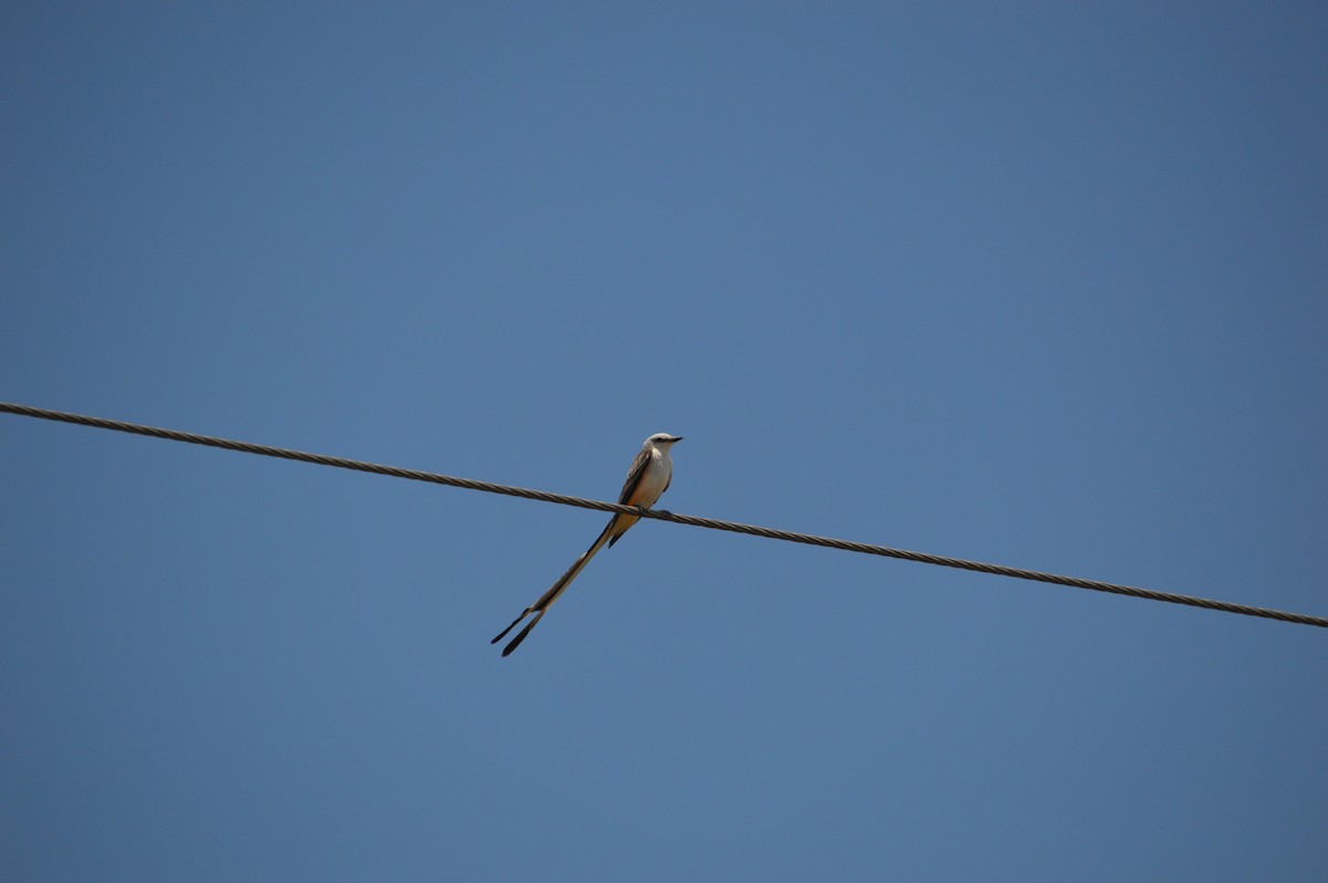 Scissor-tailed Flycatcher - Andrew Moore