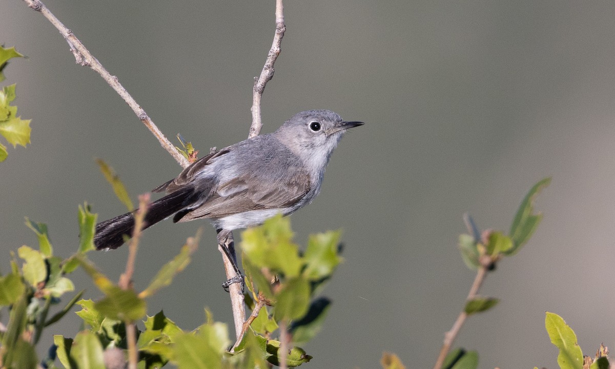 Blue-gray Gnatcatcher (obscura Group) - ML458909611