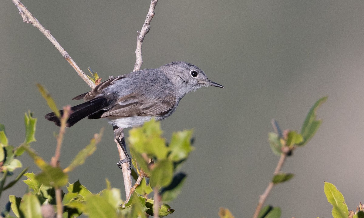 Blue-gray Gnatcatcher (obscura Group) - ML458909621