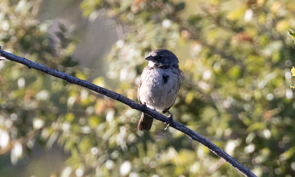Bell's Sparrow (belli) - ML458909781