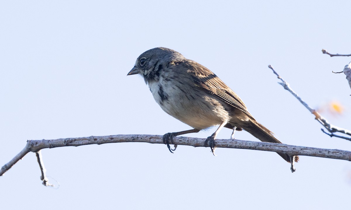 Bell's Sparrow (belli) - ML458909791
