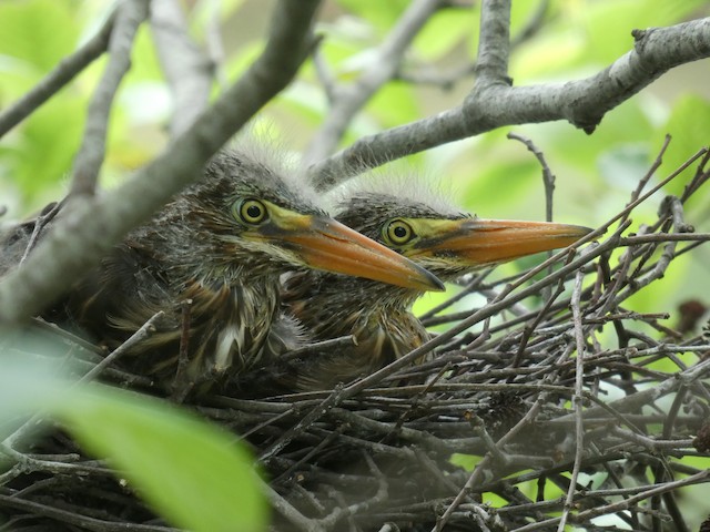 Green Heron ML458918421