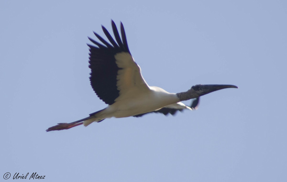 Wood Stork - Uriel Mtnez