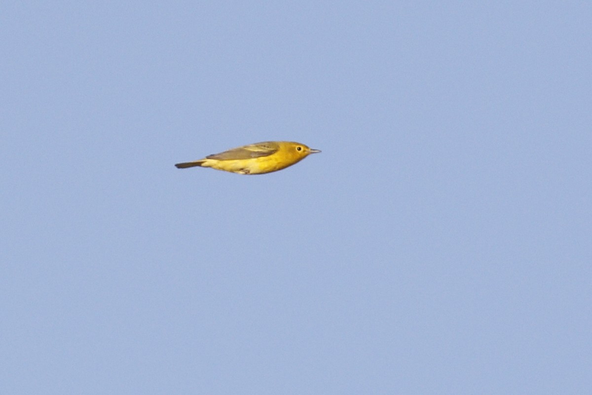 Yellow Warbler - ML458921791