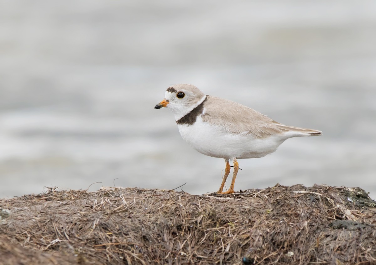 Piping Plover - Nick Saunders
