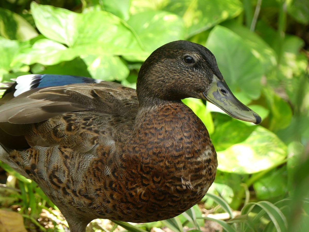 Mallard x Hawaiian Duck (hybrid) - ML45892371