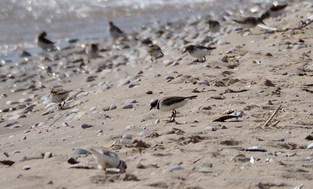 Semipalmated Plover - ML458926001