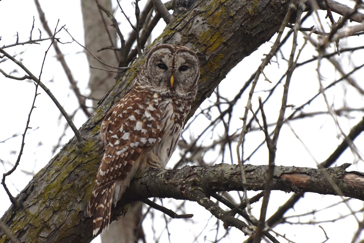 Barred Owl - irina shulgina