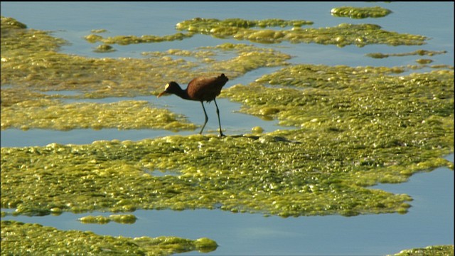  - Northern Jacana