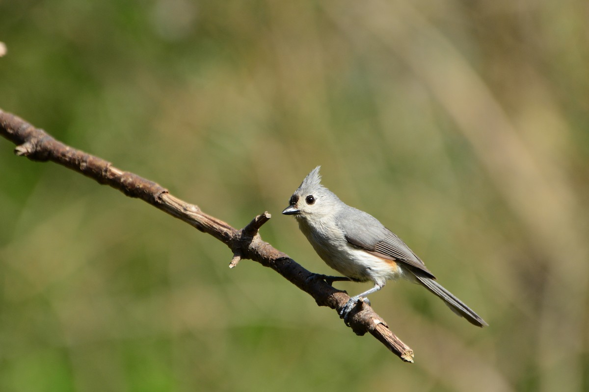 Tufted Titmouse - James Barber