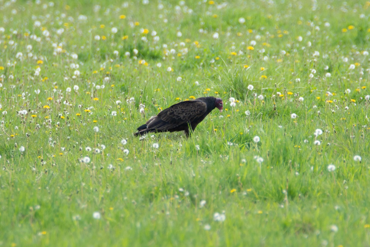 eBird Checklist - 10 Jun 2022 - Sax-Zim Bog--Poplar Rd. (north end) - 9 ...