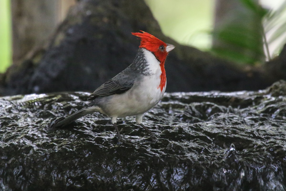 Red-crested Cardinal - ML45893151