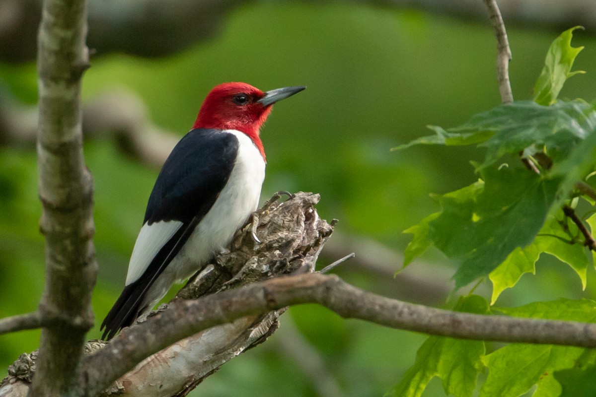 Red-headed Woodpecker - ML458937811