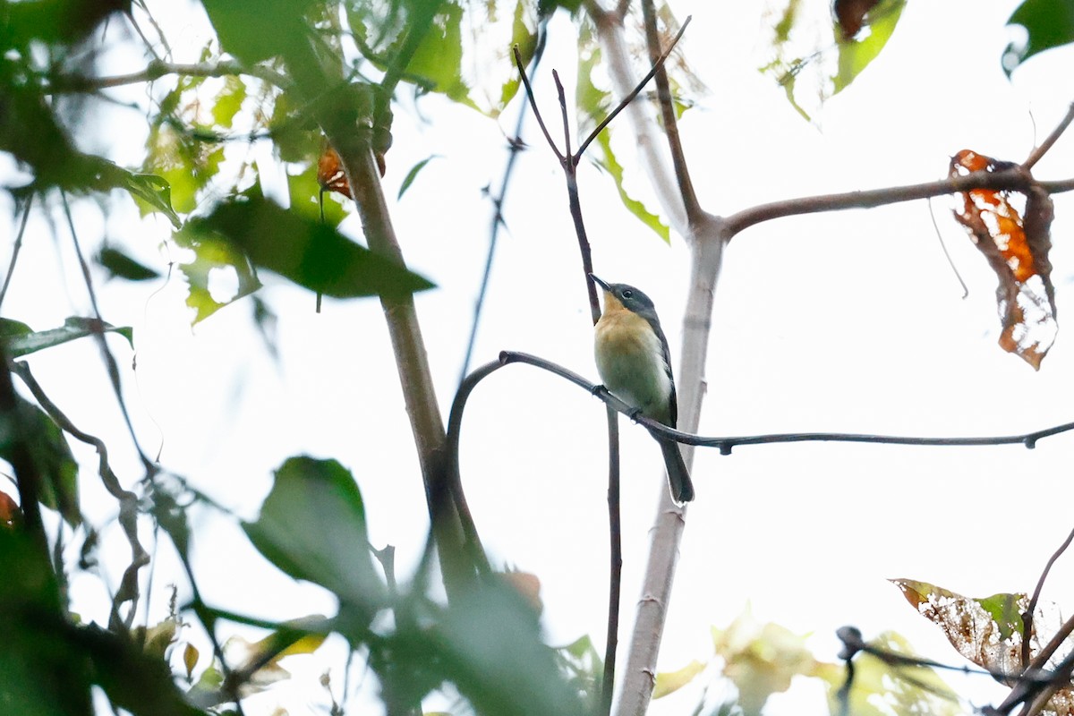 Spectacled Monarch (Halmahera) - ML458938031
