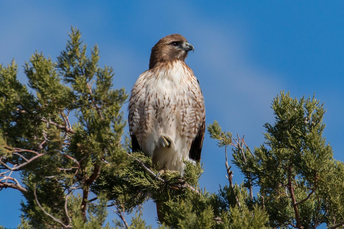 Red-tailed Hawk - Patrick Van Thull