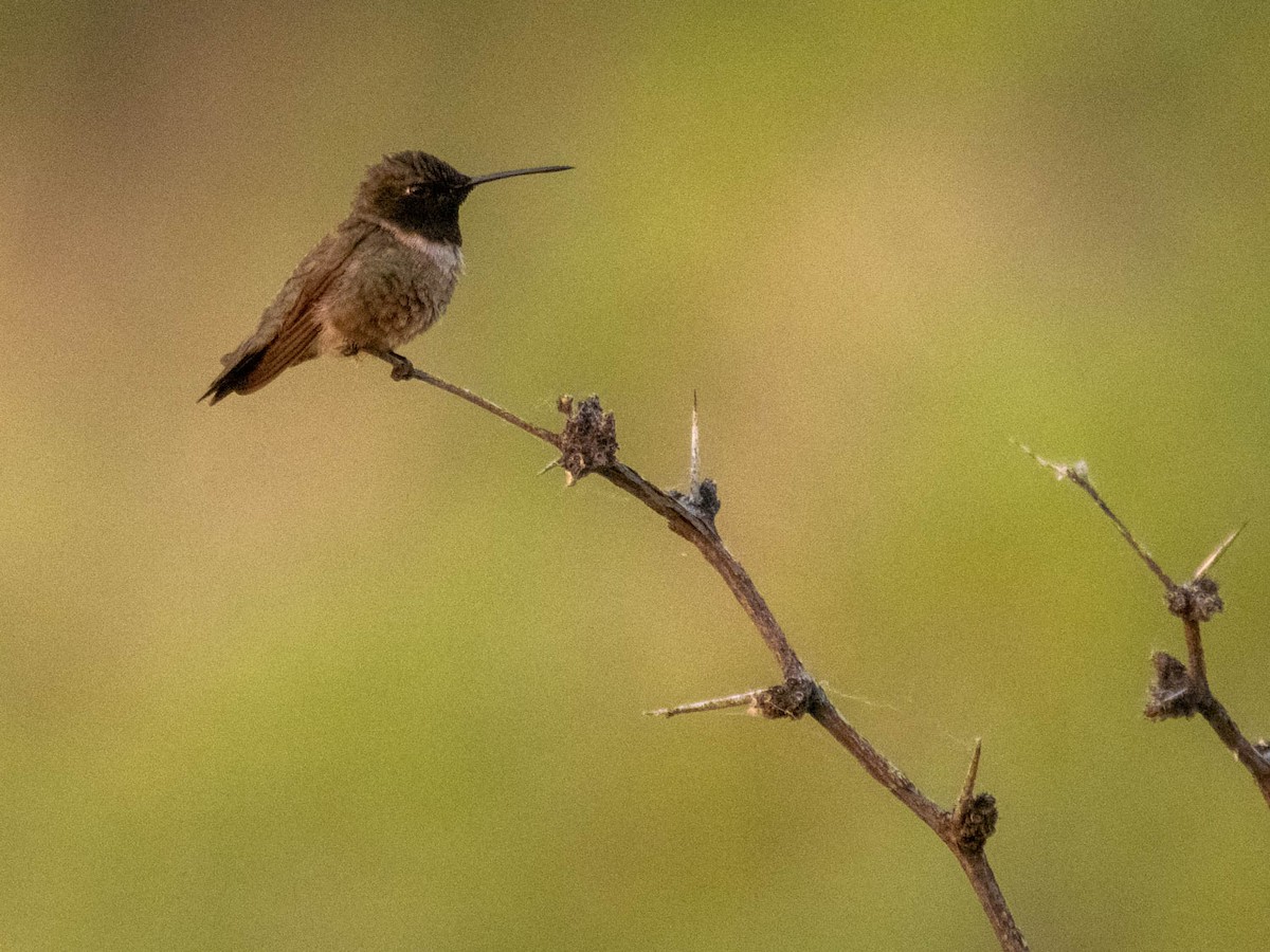 Black-chinned Hummingbird - Tim Ludwick
