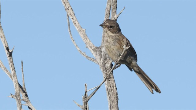 Bell's Sparrow (belli) - ML458950191