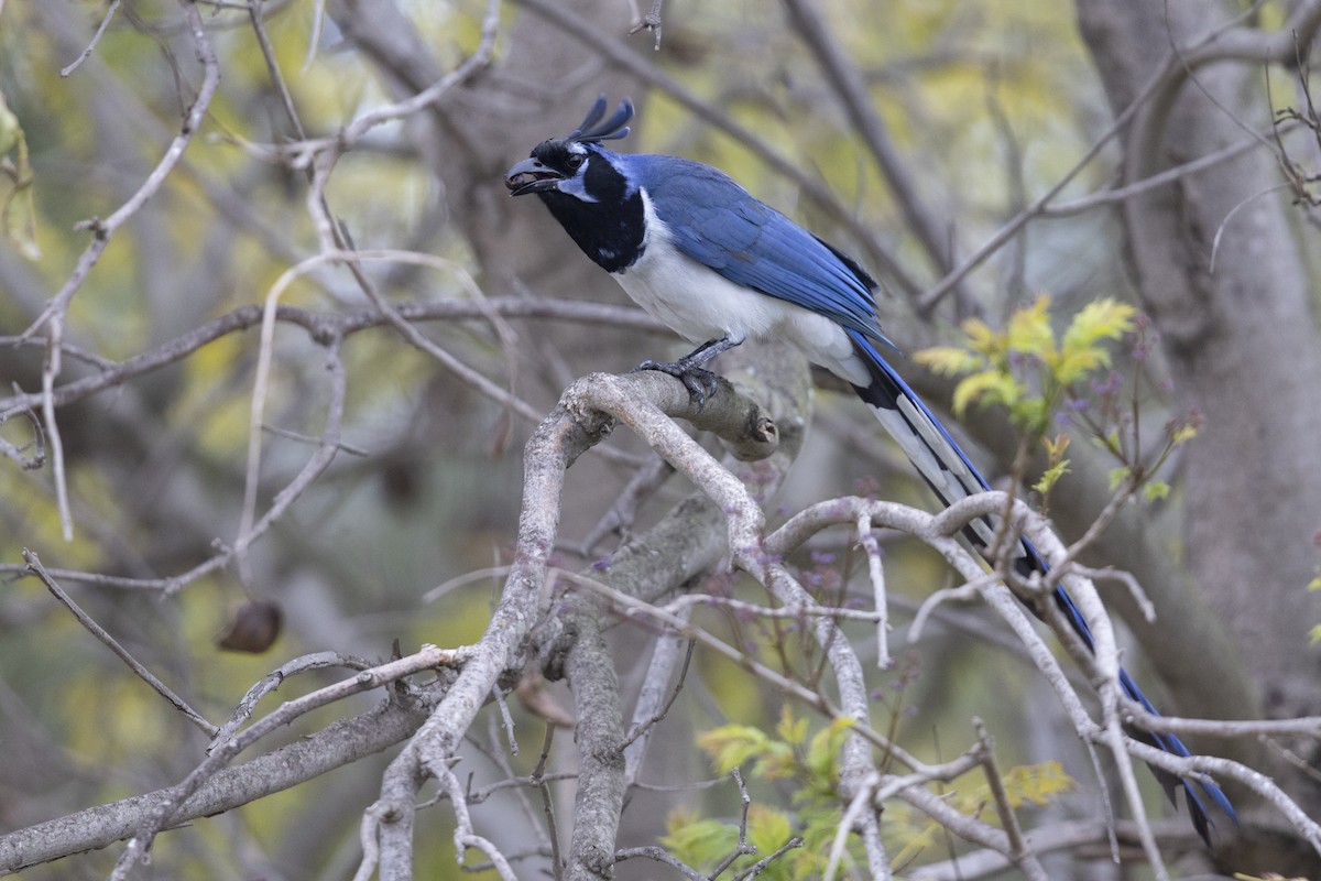 Black-throated Magpie-Jay - ML458954881