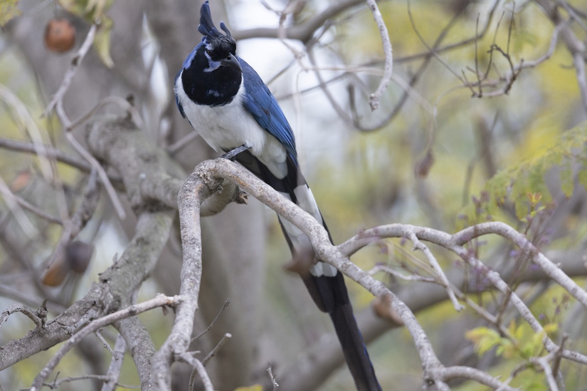 Black-throated Magpie-Jay - ML458954951