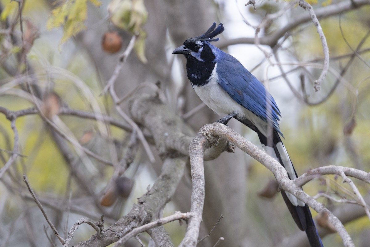 Black-throated Magpie-Jay - ML458954961