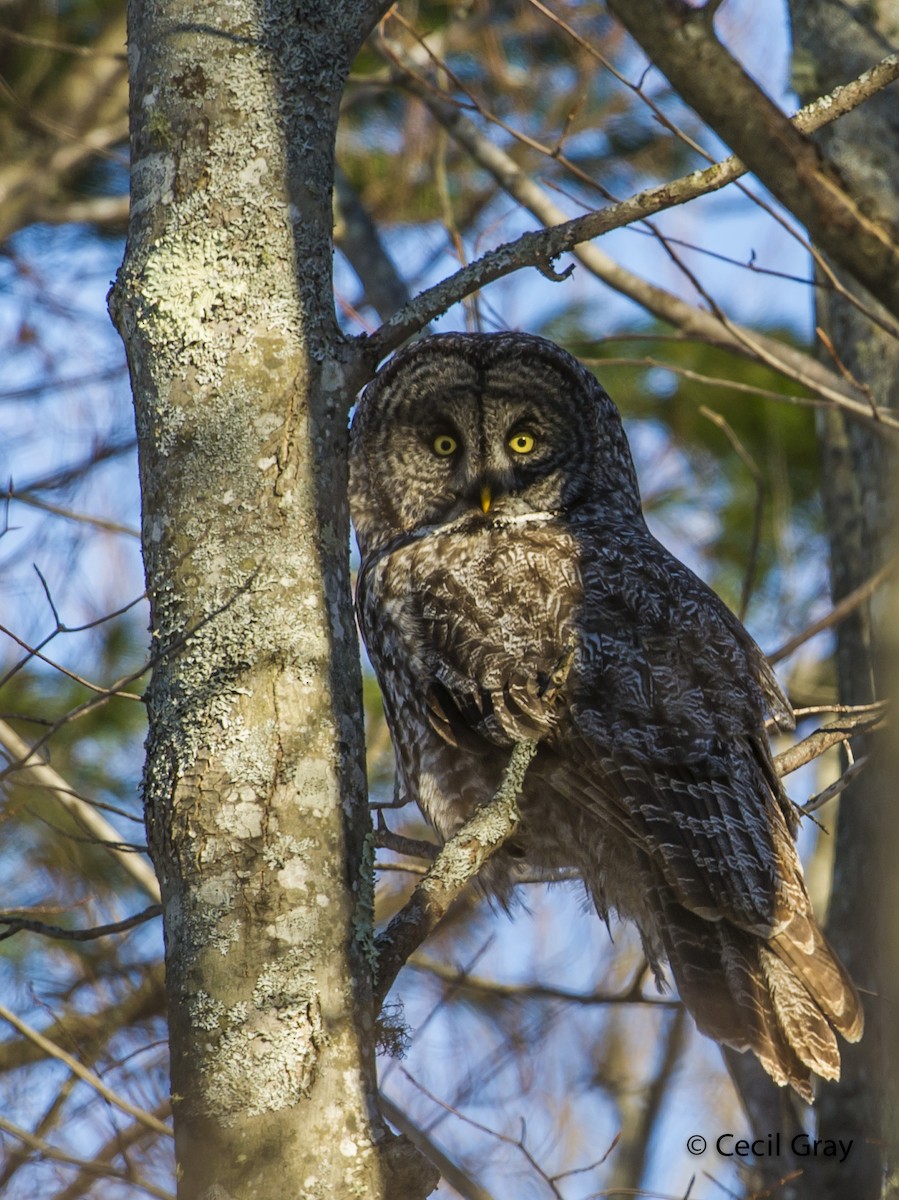 Great Gray Owl - Cecil Gray