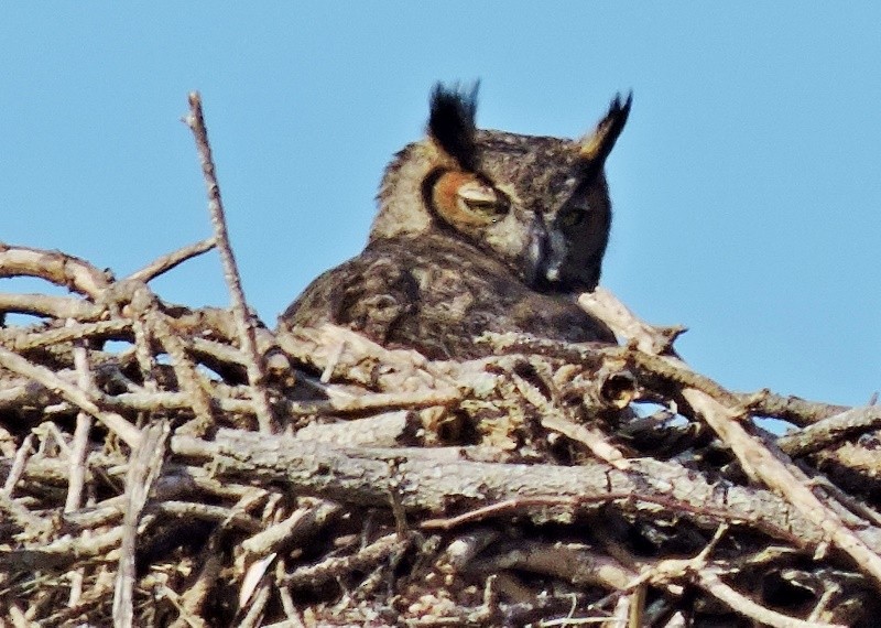 Great Horned Owl - ML45896251