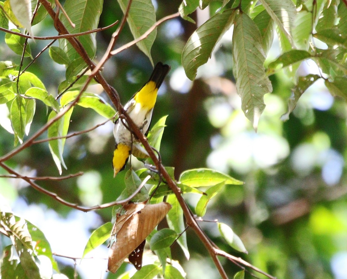 Yellow-backed Tanager - ML458963321