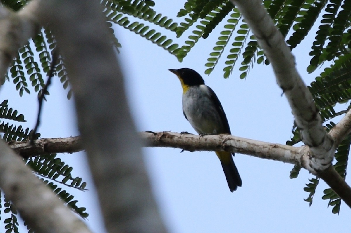 Yellow-backed Tanager - ML458963331