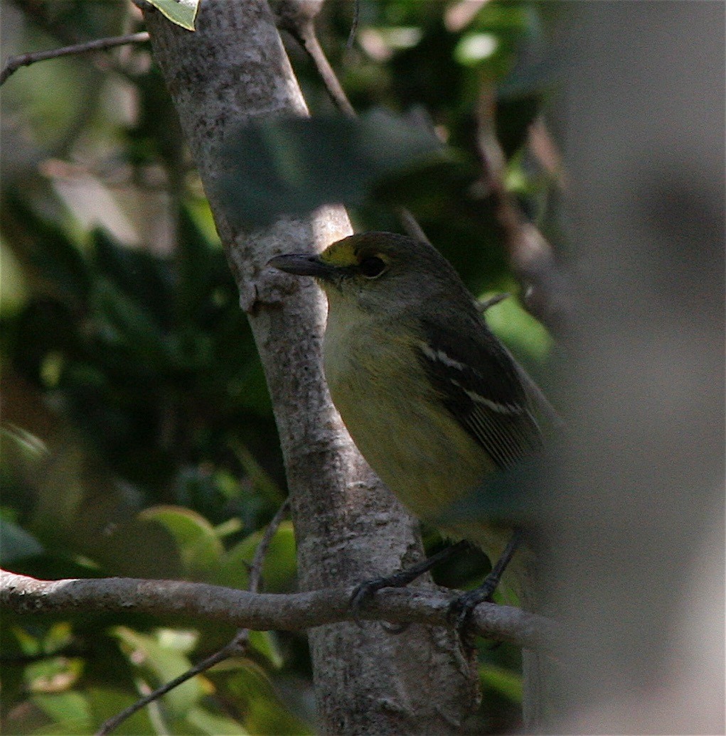 Thick-billed Vireo - ML458965441