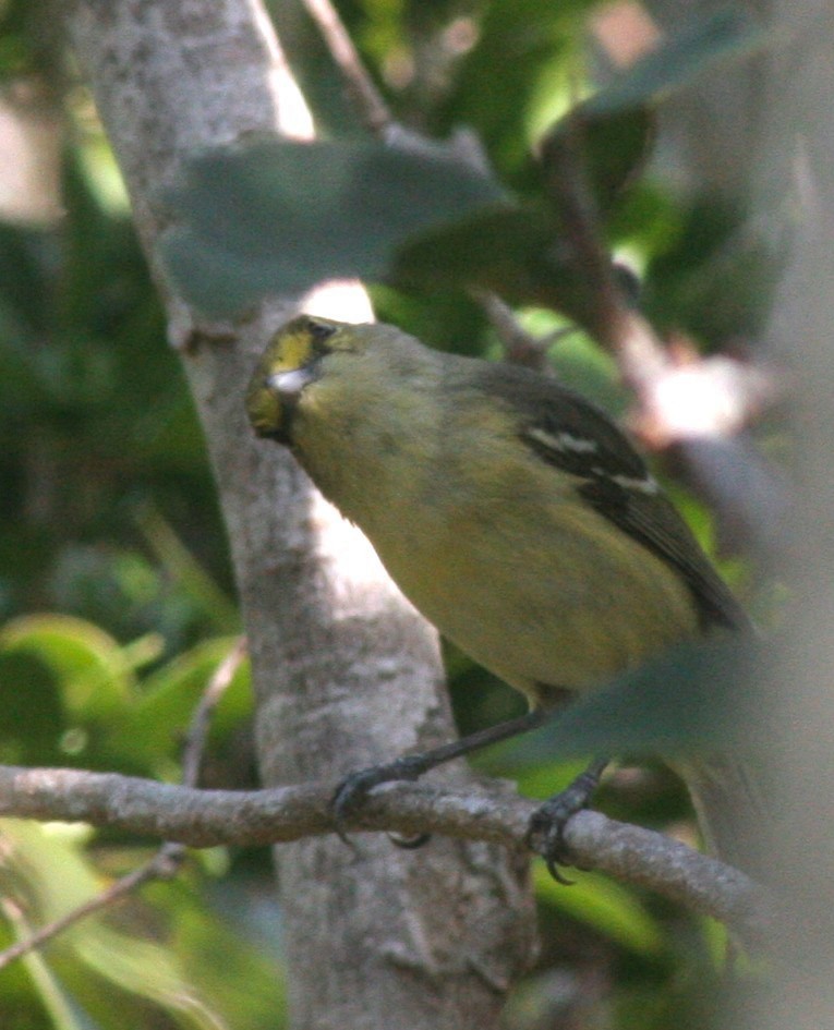 Thick-billed Vireo - ML458965471