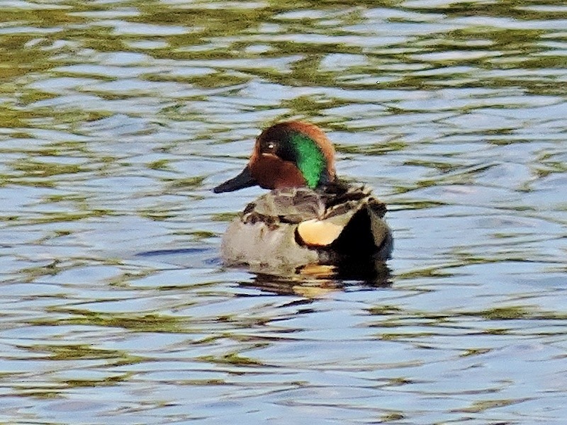 Green-winged Teal - ML45896801